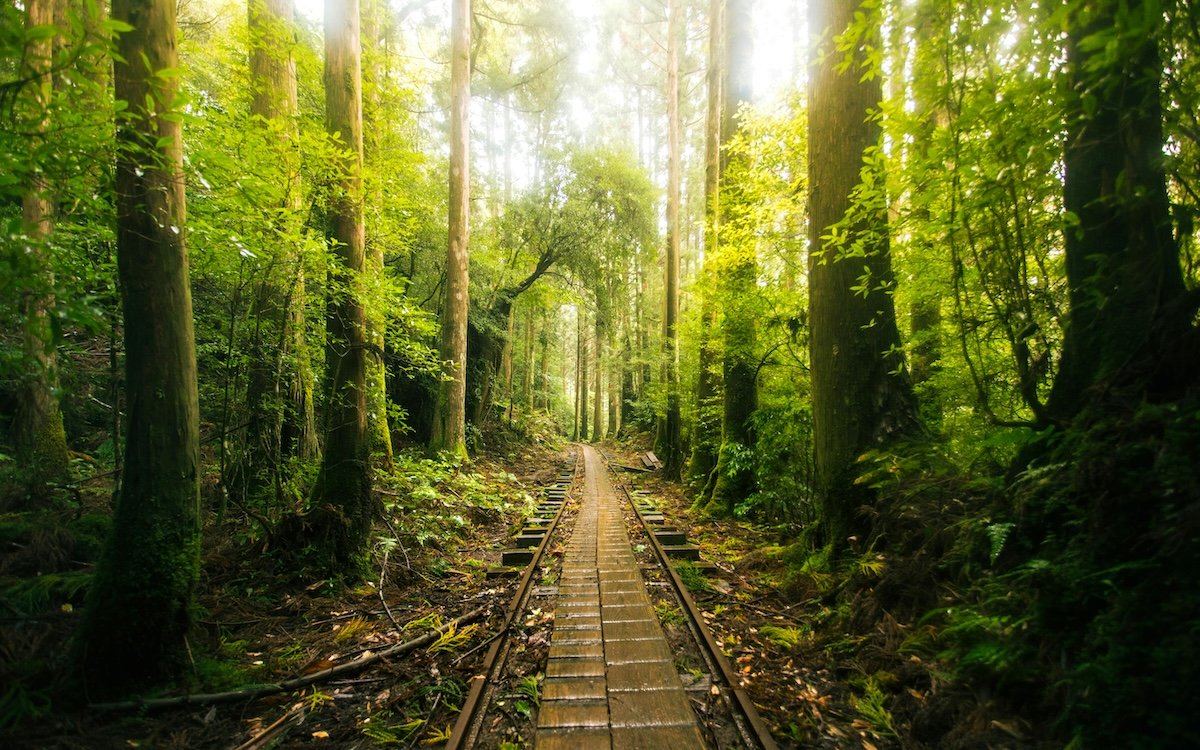 11 forest and woodland film locations around the world